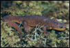 Rough-skinned Newt