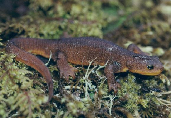 Rough-skinned Newt