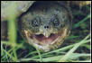 Common Snapper