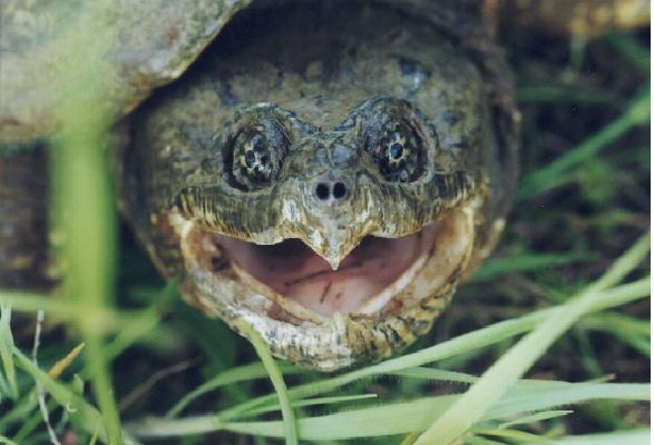 Common Snapper