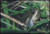 Spotted Chorus Frog