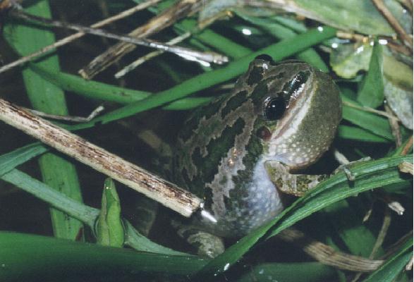 Spotted Chorus Frog