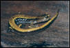 Western Red-backed Salamander