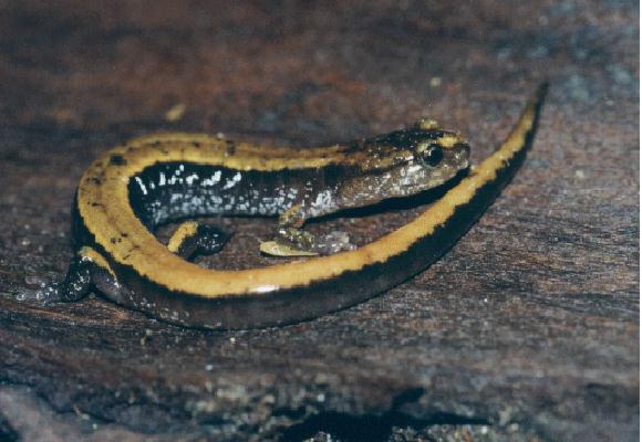Western Red-backed Salamander