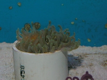 Saltwater - Austin Aquariums