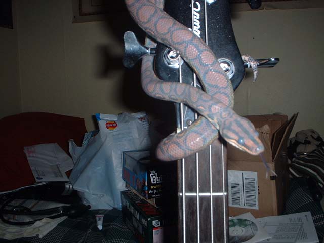 BRB on bass