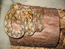 Normal retic