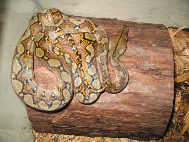 Normal retic