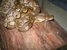 Retic