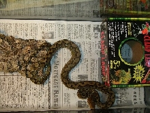Sulawesi