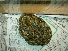 Sulawesi