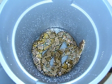 12' Silver Retic