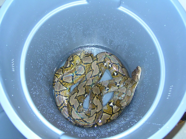 12' Silver Retic