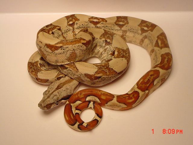 anubis 4-1-06