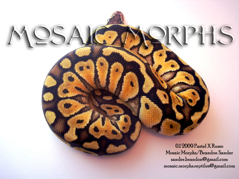 09FemPasRus-a