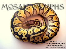 09FemPasRus-b