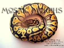 09FemPasRus-c