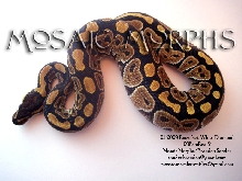 09FemRus2-a
