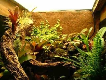 Terrarium3