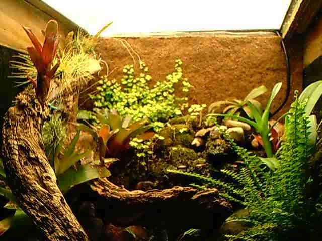 Terrarium3