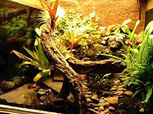Terrarium2
