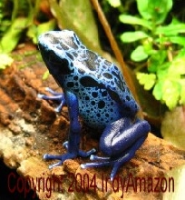 D. azureus