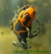 Dendrobates intermedius