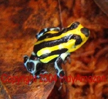 Dendrobates lamsi 'standard'