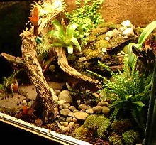 Waterfall/Pond Complete and planted