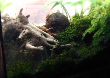 Second Ten Gallon Pic