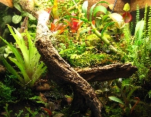Terrarium Today