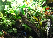 TerrariumPic