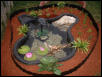 turtle pond