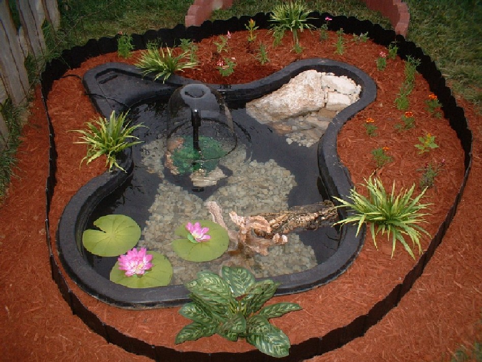 turtle pond