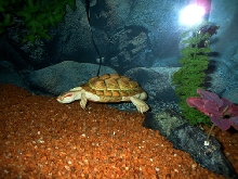 mr albino