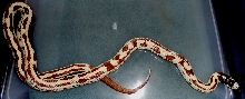Kingsnake