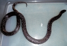 Mexican Kingsnakes