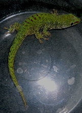 Phesulma G