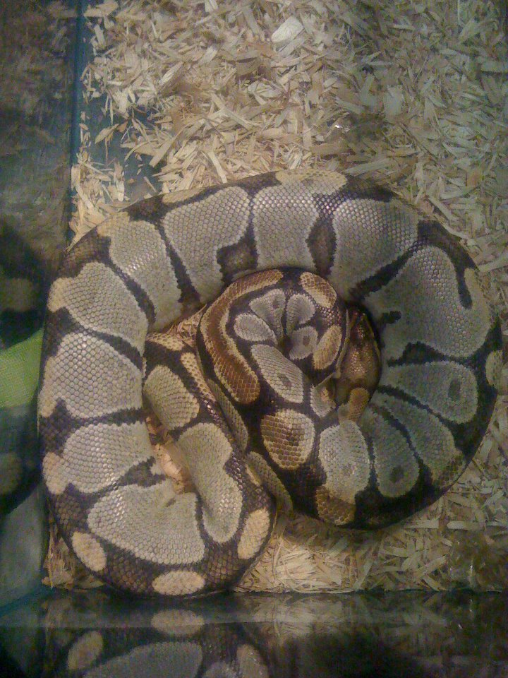 Extreme color change