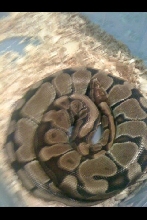 Before extreme color change