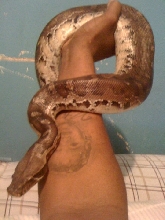 My black Blood