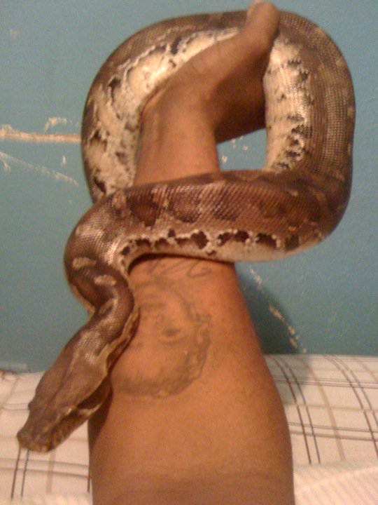 My black Blood