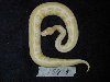Striped Albino Female
