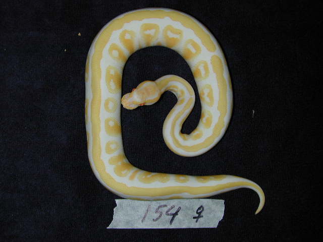 Striped Albino Female
