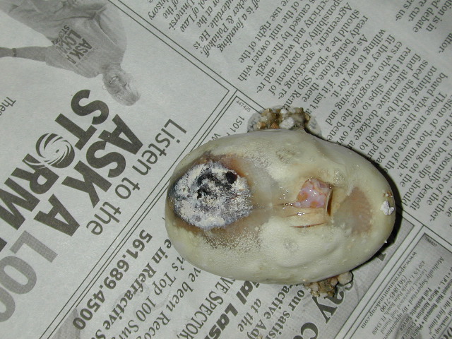 Bad Egg