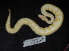 Striped Albino Male