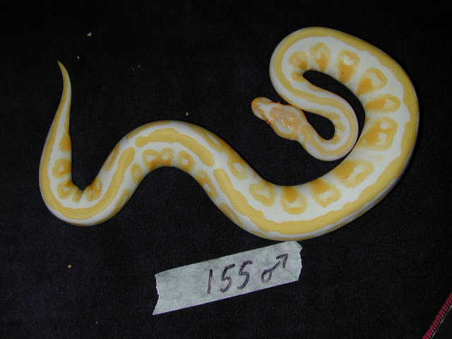 Striped Albino Male