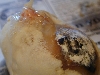 Bad Egg