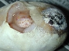 Bad Egg