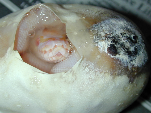 Bad Egg
